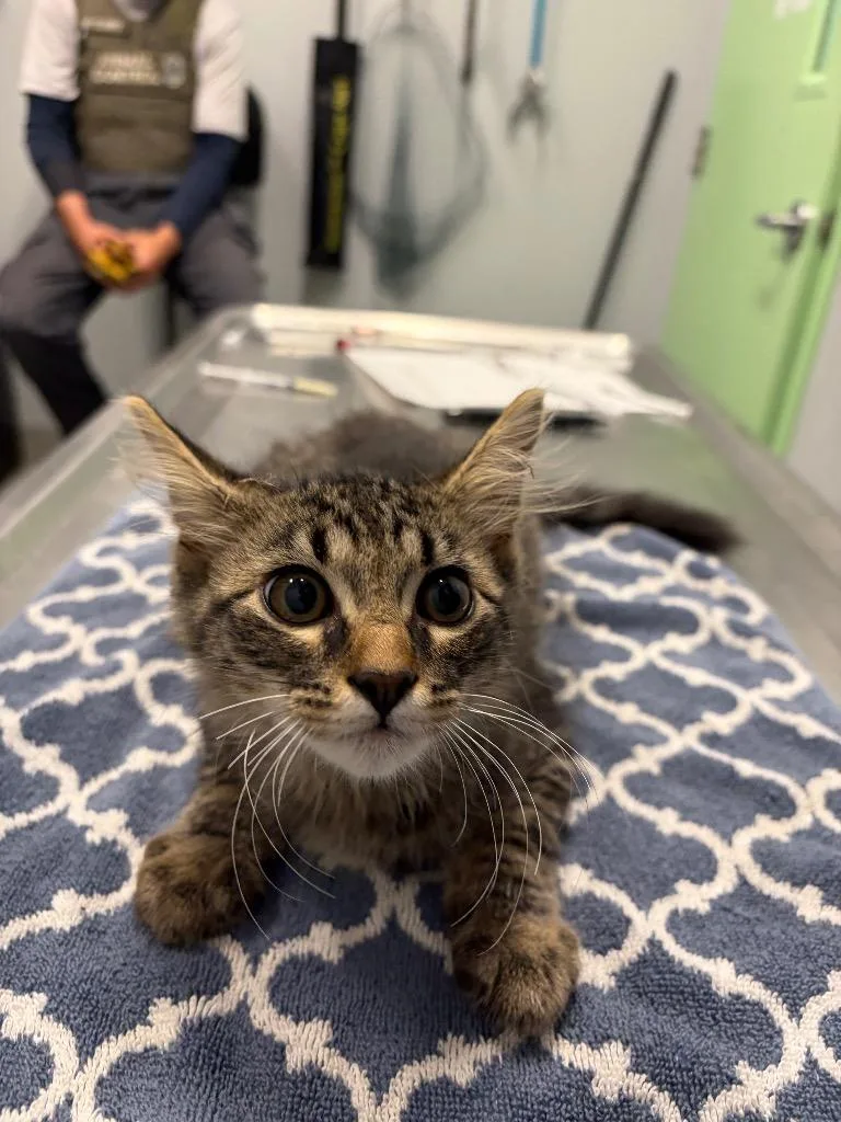 A baby medium-sized male Domestic Long Hair cat named Norman for adoption in Bloomington, IN