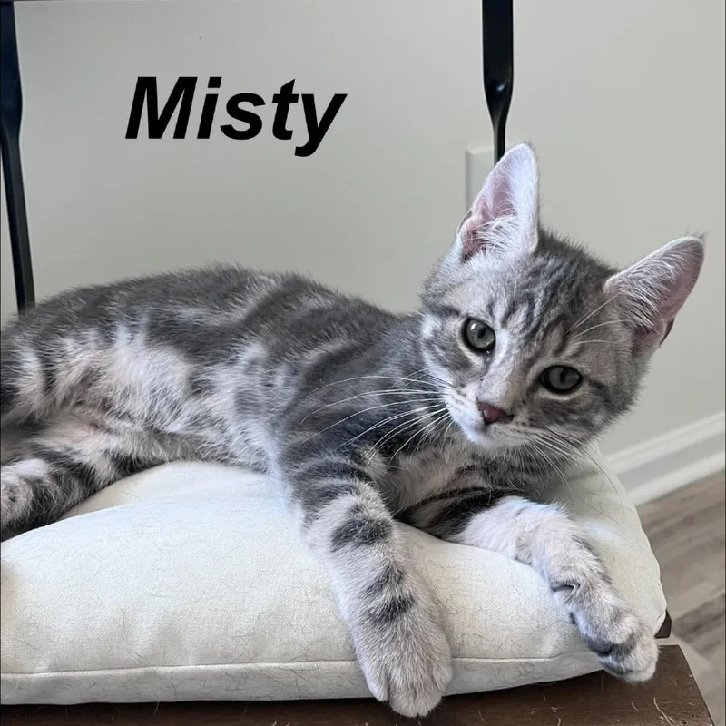 Misty