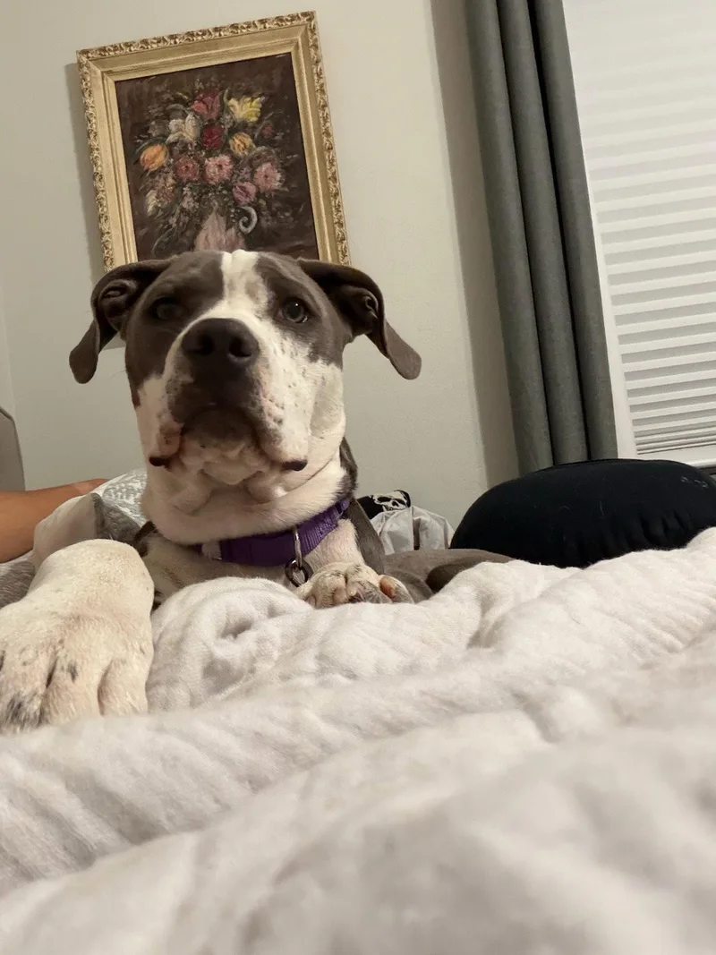 A young medium-sized female Pit Bull Terrier dog named Cami for adoption in Glendale, AZ