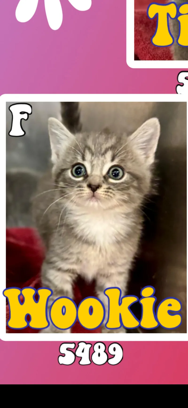 A baby medium-sized female Tabby (Gray / Blue / Silver) American Shorthair cat named Wookie for adoption in Marvin, NC