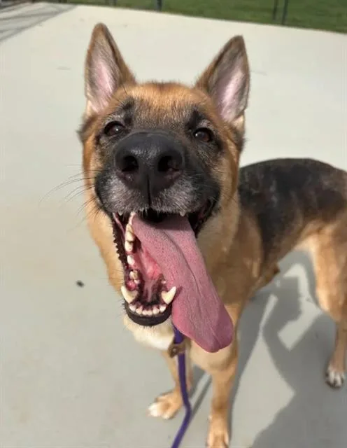 A young medium-sized male German Shepherd Dog dog named Booker for adoption in Charlotte, NC