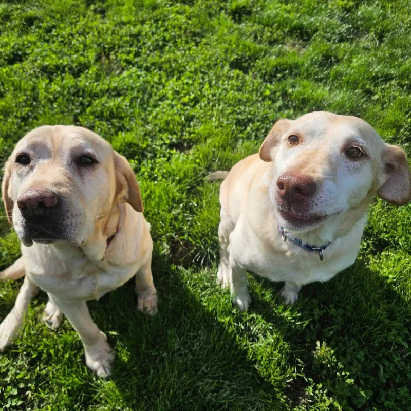 A senior large-sized female Yellow / Tan / Blond / Fawn Yellow Labrador Retriever dog named Cindy Lou for adoption in Sinking Spring, PA