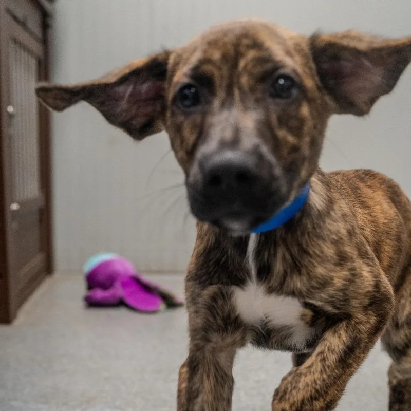 A baby medium-sized male Brindle Terrier dog named Gojo for adoption in Pawling, NY