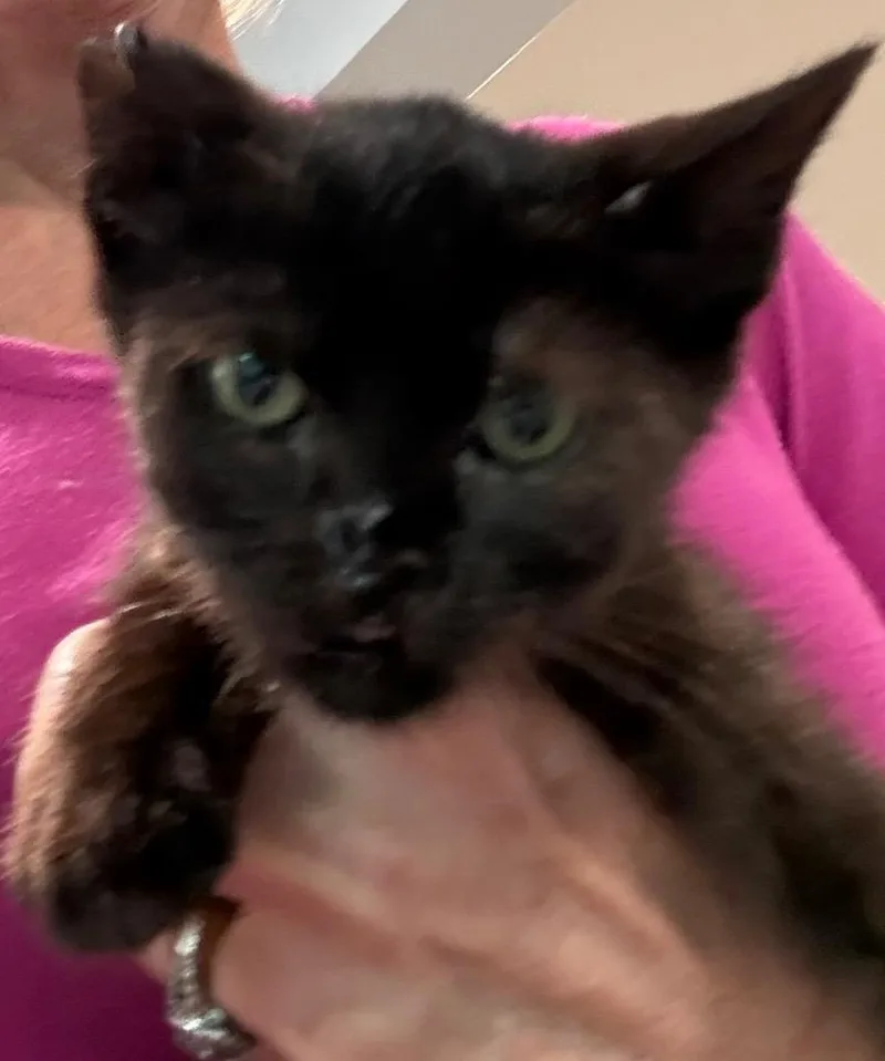 A young small-sized female Domestic Short Hair cat named Riddle for adoption in Richland Hills, TX