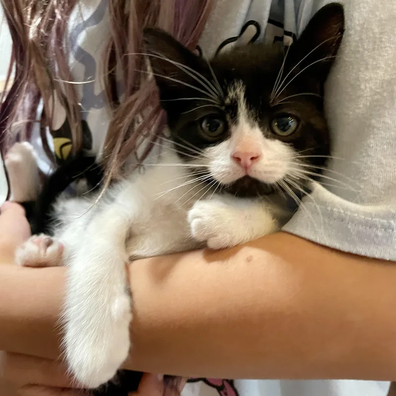 A baby medium-sized male Black & White / Tuxedo Domestic Short Hair cat named Wabbit for adoption in Haddon Heights, NJ
