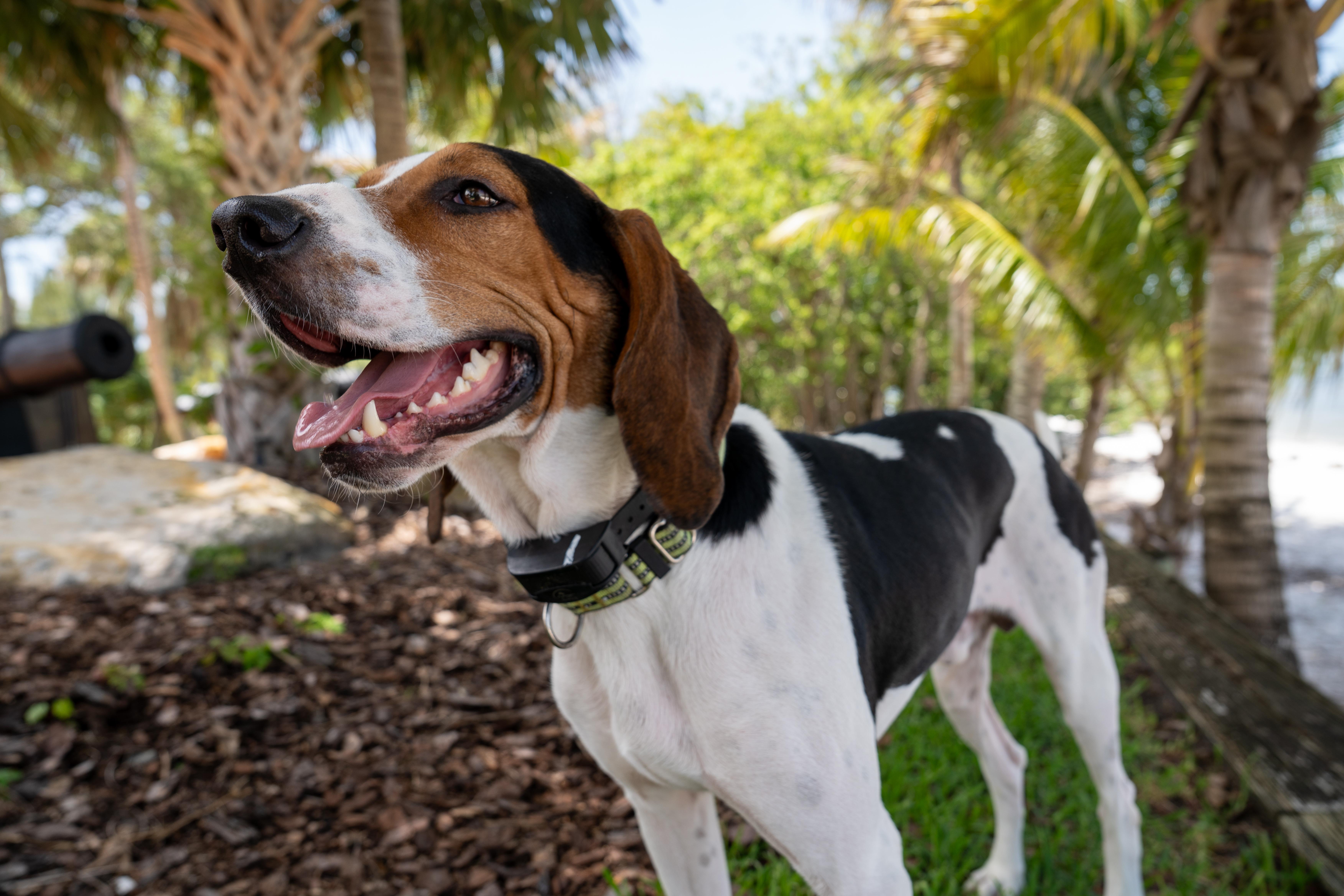 A young medium-sized male Tricolor (Brown, Black, & White) Coonhound dog named Rosco for adoption in Salisbury, NC