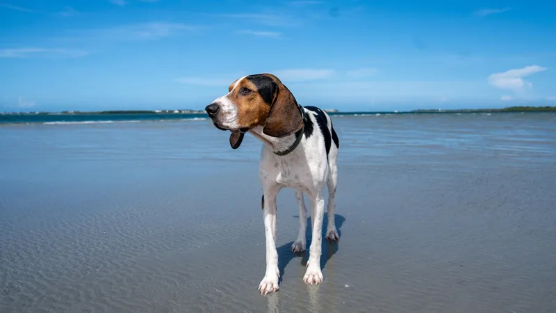 Rosco thumbnail 2