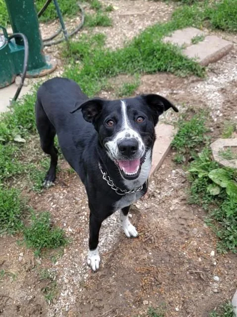 A young medium-sized female Border Collie dog named Wendy for adoption in Saint Peters, MO