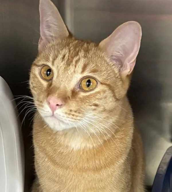 A young medium-sized male Domestic Short Hair cat named Rambo for adoption in Escondido, CA