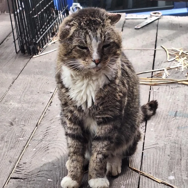 A senior large-sized male Gray / Blue / Silver Domestic Short Hair cat named Oliver for adoption in Aldie, VA