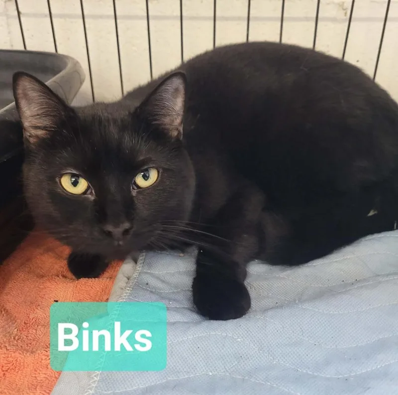Binks
