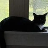 A young medium-sized female Black & White / Tuxedo Domestic Short Hair cat named Flower for adoption in Brazoria, TX