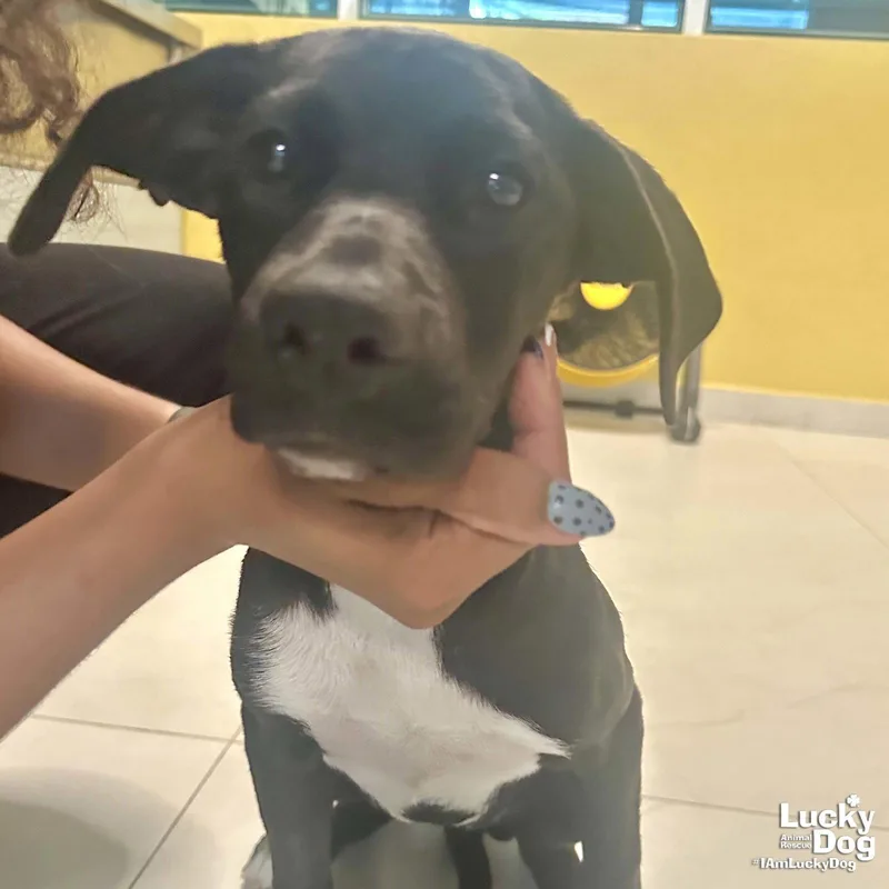 A baby large-sized female Retriever dog named Lil Mimi for adoption in Washington, DC