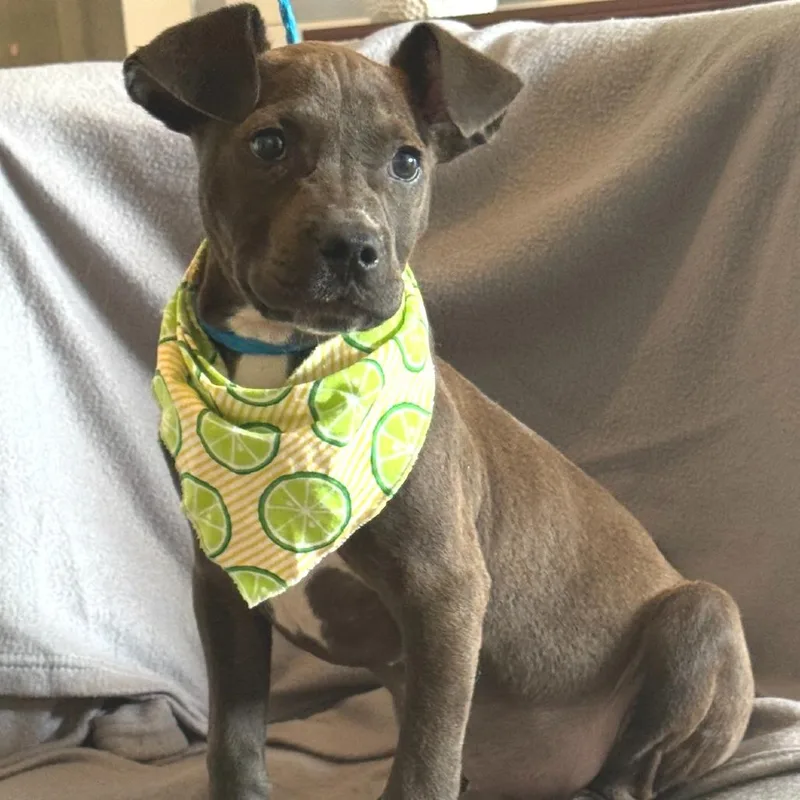 A baby small-sized male Black Terrier dog named Evan for adoption in Novelty, OH