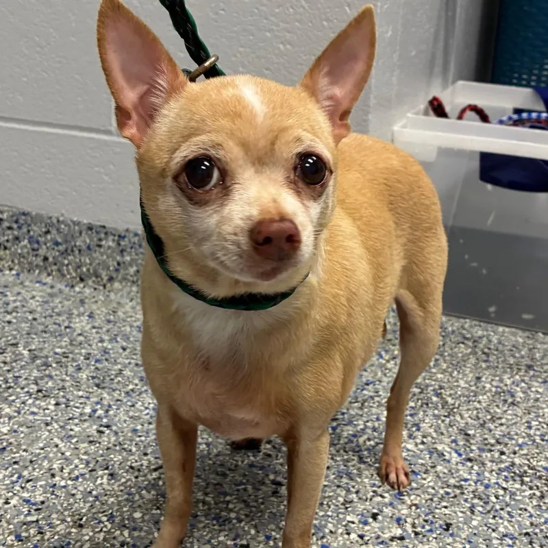 A senior small-sized female Apricot / Beige Mixed Breed dog named Furrgie for adoption in Greenville, SC