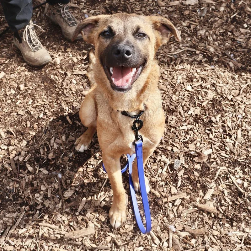 A young medium-sized male Yellow / Tan / Blond / Fawn Shepherd dog named Bear for adoption in Briarcliff Manor, NY