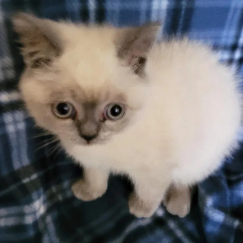 A baby small-sized male Gray / Blue / Silver British Shorthair cat named Limoncello for adoption in South Elgin, IL