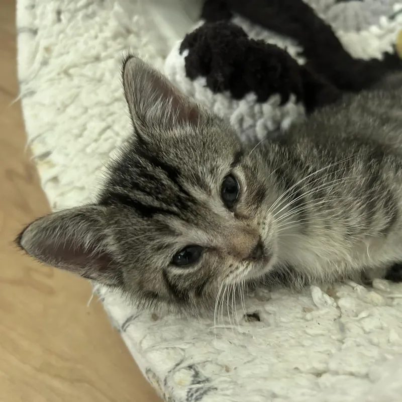 A baby small-sized female American Shorthair cat named Arugula for adoption in Huntsville, AL