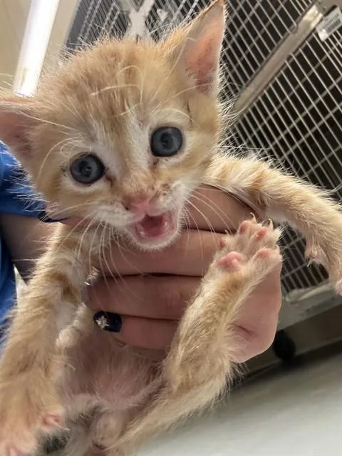A baby small-sized male Domestic Short Hair cat named Hobbes for adoption in Conroe, TX