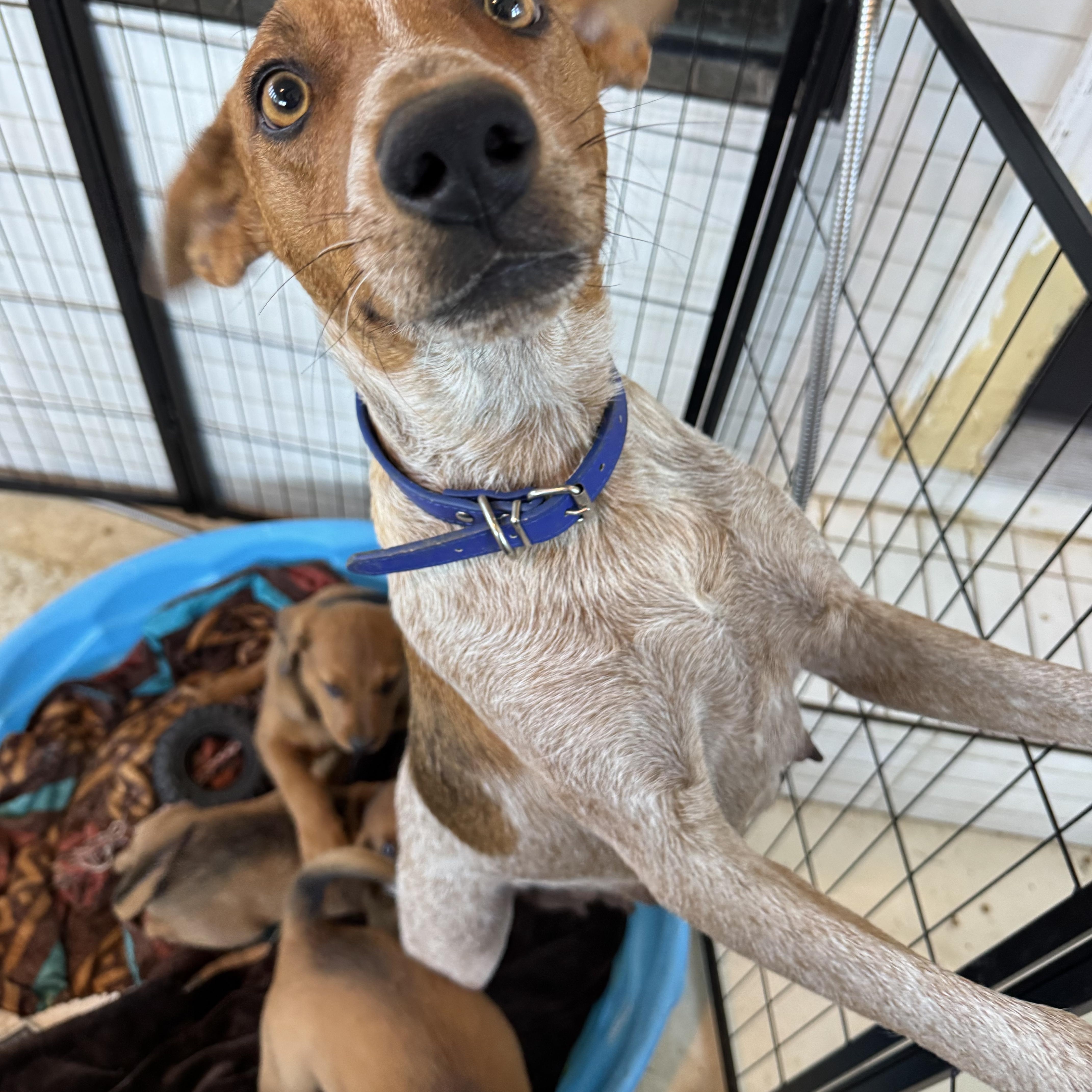 An adult medium-sized female Red / Chestnut / Orange Hound dog named Penny for adoption in Mount Juliet, TN