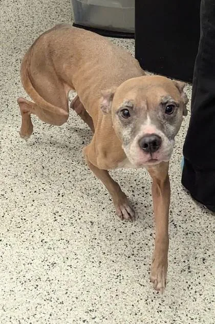 A senior medium-sized female Mixed Breed dog named Queen Mary for adoption in Atlanta, GA