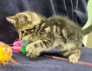 A young medium-sized male Domestic Short Hair cat named Bernie for adoption in Bucyrus, OH
