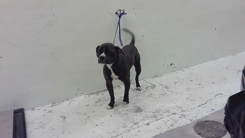 A young medium-sized male Boxer dog named Hunk for adoption in Houston, TX