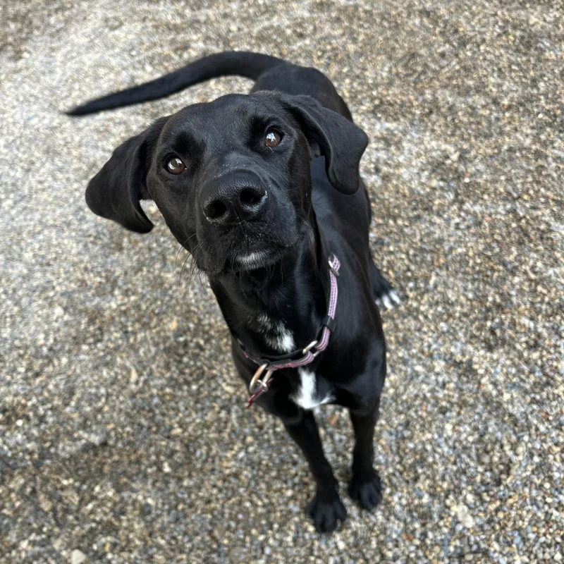 Dee