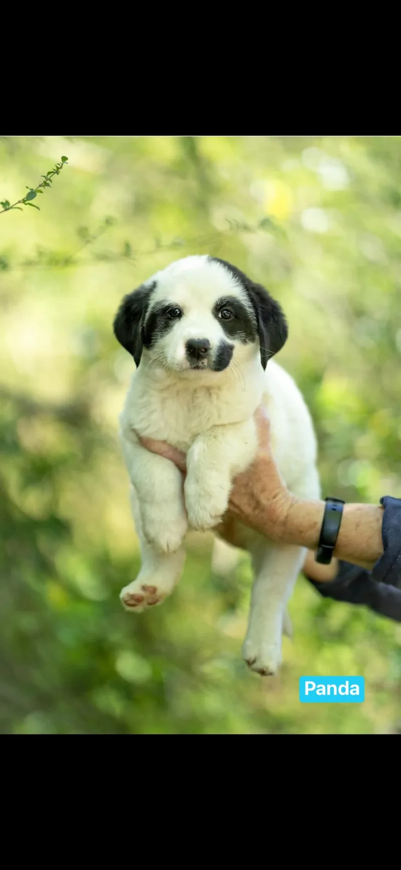 Panda  Cricket  thumbnail 2