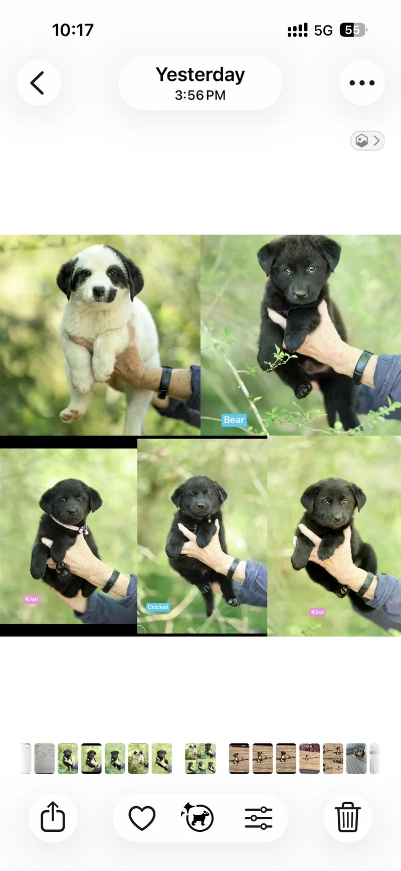 A baby small-sized male Border Collie dog named Panda  Cricket  for adoption in seaside heights, NJ