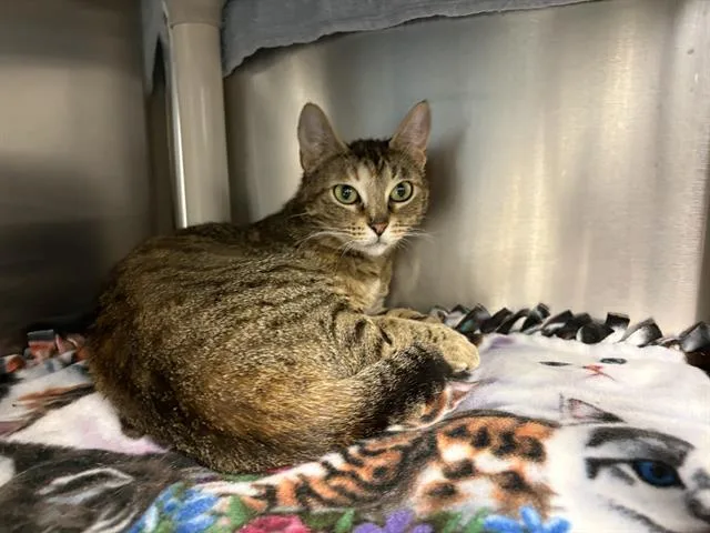 A young large-sized female Domestic Short Hair cat named Kiki for adoption in Kent, WA