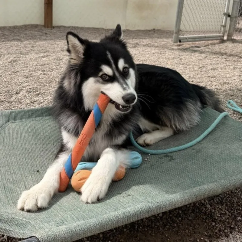 Loki