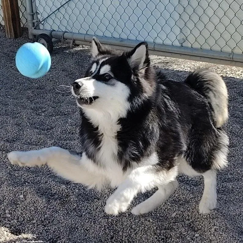 Loki thumbnail 3