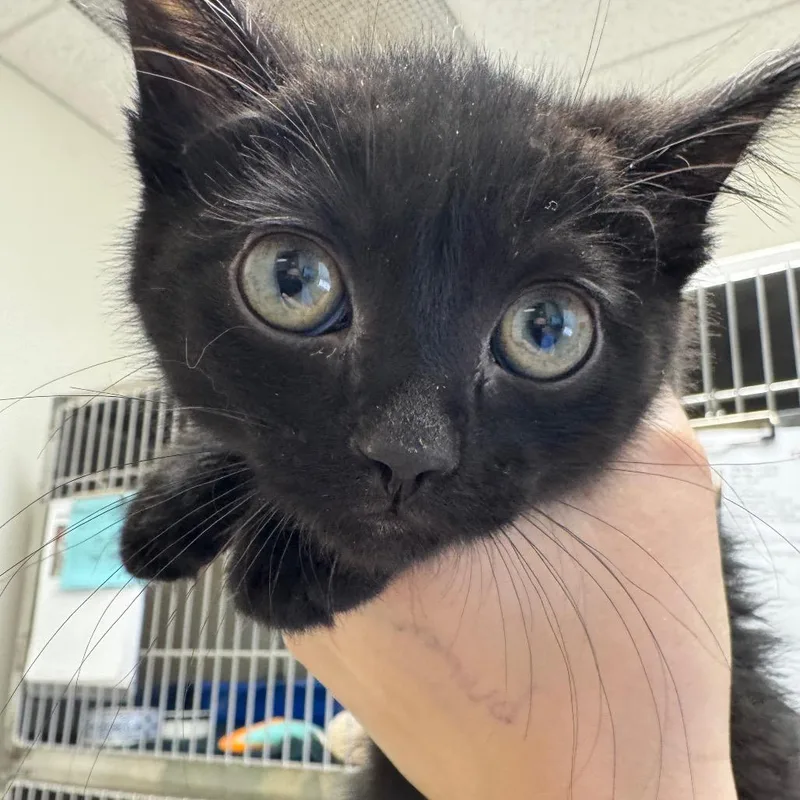 A baby small-sized male Black Domestic Short Hair cat named Frown for adoption in Pekin, IL