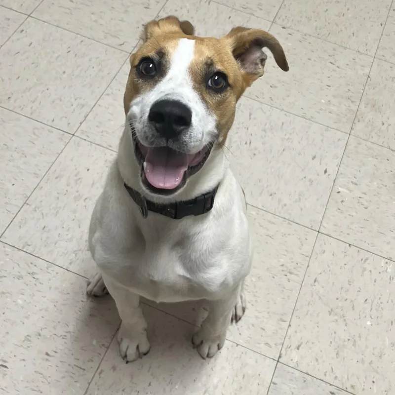 A young medium-sized male White / Cream Hound dog named Caillou for adoption in Birmingham, AL
