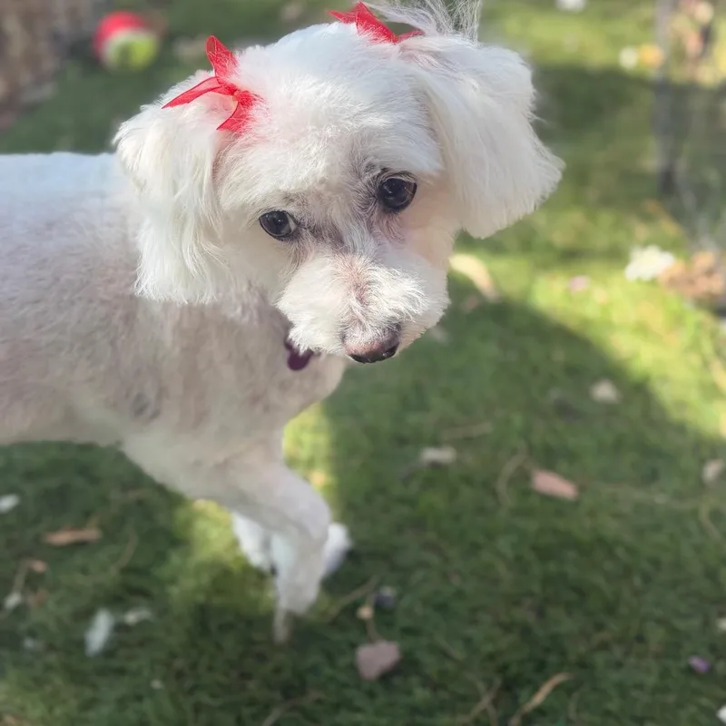 A senior small-sized female White / Cream Miniature Poodle dog named Rapunzel for adoption in Phoenix, AZ