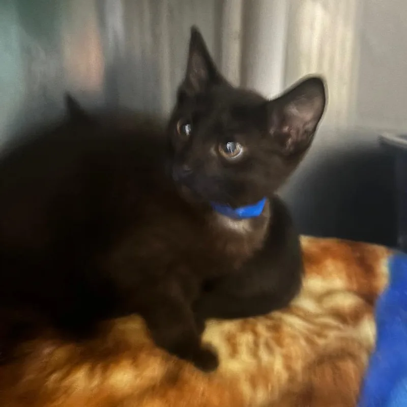A baby small-sized male Black Domestic Short Hair cat named Bb for adoption in Lakeland, FL