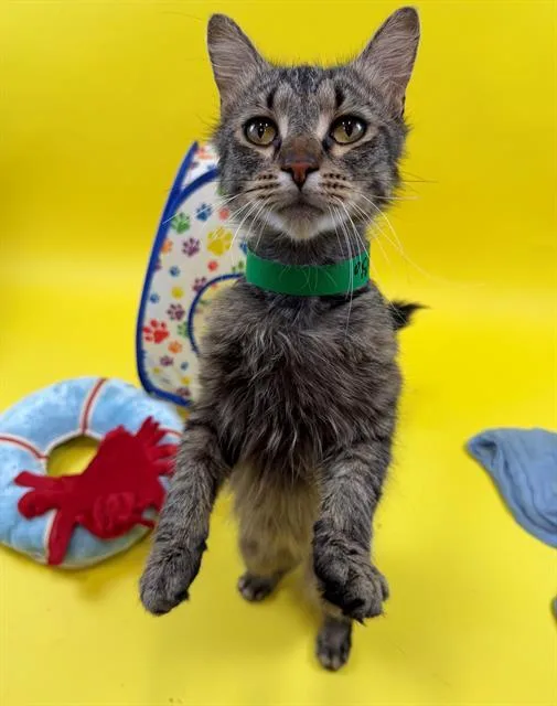 An adult medium-sized male Domestic Medium Hair cat named Huxley for adoption in Upper Marlboro, MD