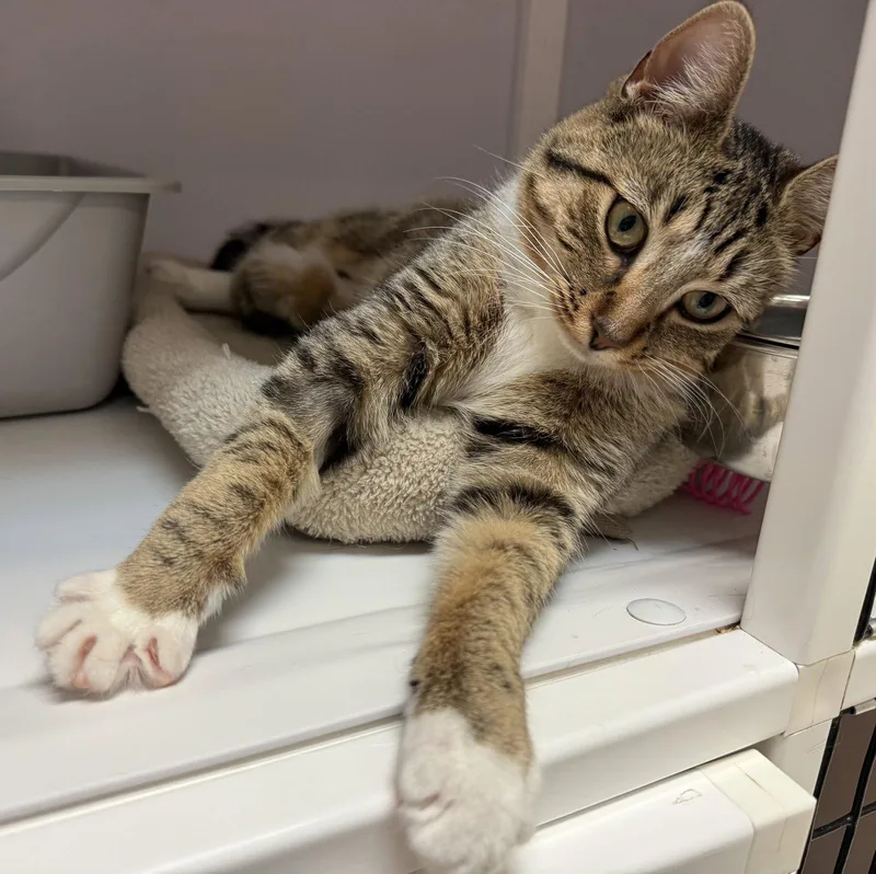 A young medium-sized female Domestic Short Hair cat named Tippi for adoption in Alexandria, VA