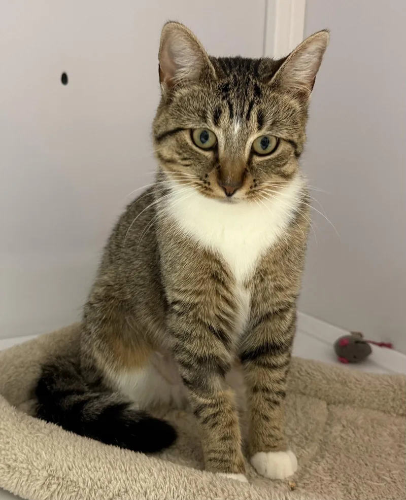 Tippi thumbnail 3
