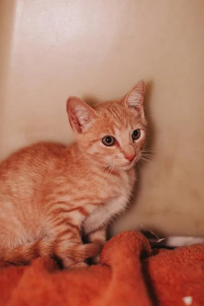 A young small-sized male Domestic Short Hair cat named a Little Man PetSmart for adoption in North Charleston, SC