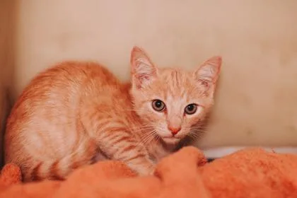 a Little Man PetSmart thumbnail 2