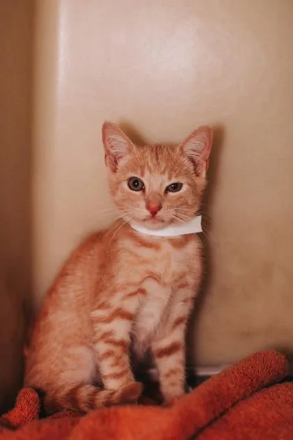 a Little Man PetSmart thumbnail 3