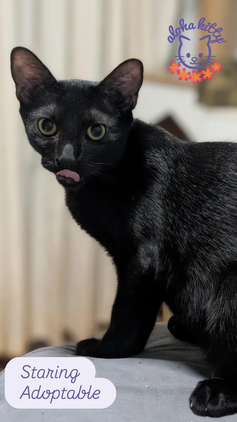 A baby medium-sized male Black Domestic Short Hair cat named Staring for adoption in Honolulu, HI
