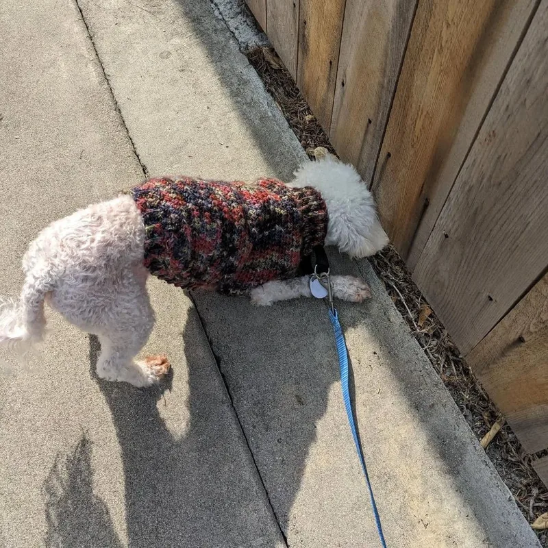 A senior small-sized female Bichon Frise dog named Fezziwig for adoption in Ramona, CA