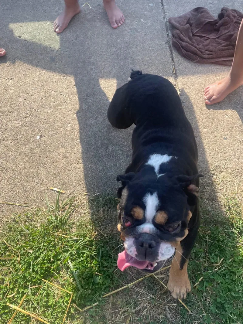 A young medium-sized female Tricolor (Brown, Black, & White) English Bulldog dog named Russel for adoption in Clairton, PA