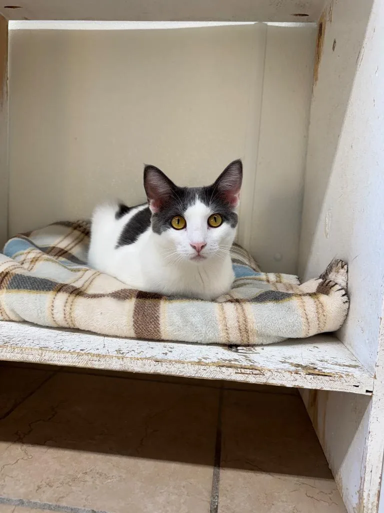 A young small-sized female Domestic Short Hair cat named Kentucky for adoption in Hastings, NE