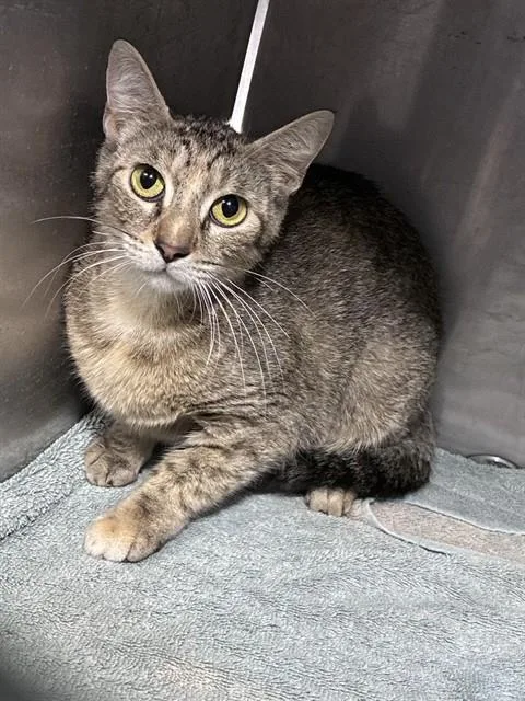 A young small-sized female Domestic Short Hair cat named Chickpea for adoption in Fort Myers, FL