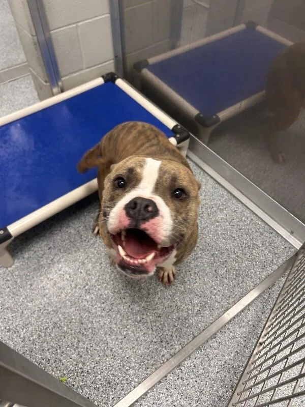 An adult medium-sized male Brindle American Staffordshire Terrier dog named Dozer for adoption in bellefontaine, OH