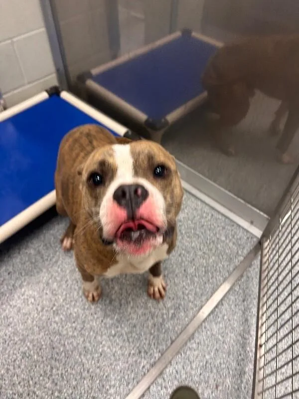 Dozer thumbnail 4